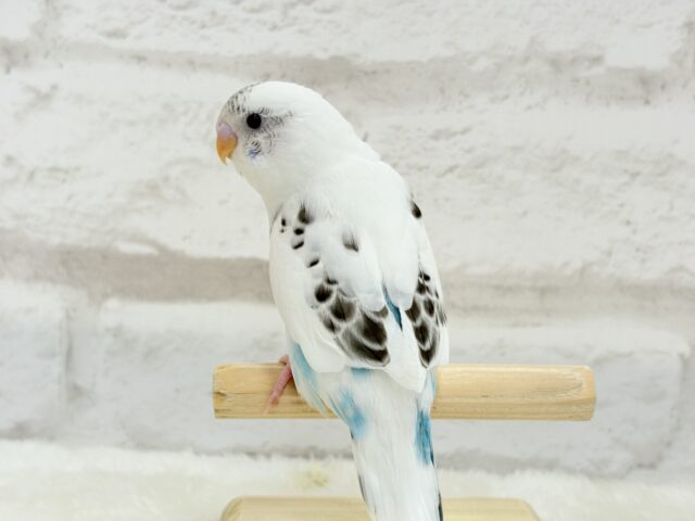 【最新画像更新🪄】春の陽気に思い浮かべるは…ごましおちゃん⸜🍙⸝セキセイインコ(白ハルクイン) ヒナ セキセイインコ