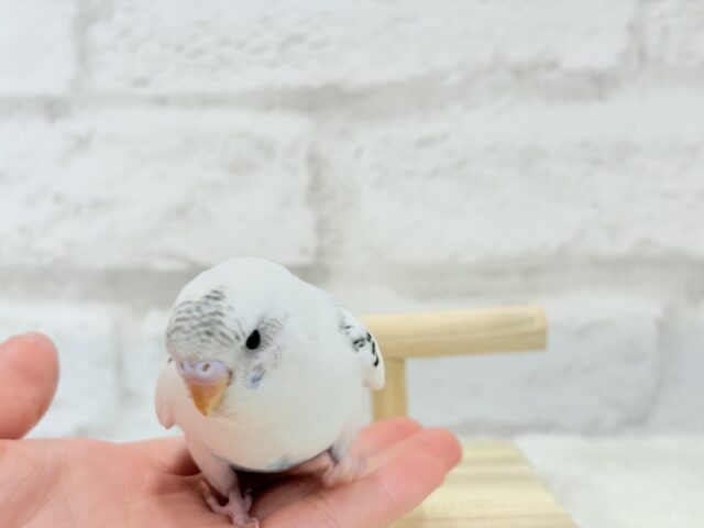 【最新画像更新🪄】春の陽気に思い浮かべるは…ごましおちゃん⸜🍙⸝セキセイインコ(白ハルクイン) ヒナ セキセイインコ