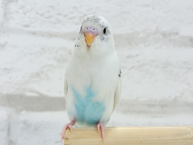 【最新画像更新🪄】春の陽気に思い浮かべるは…ごましおちゃん⸜🍙⸝セキセイインコ(白ハルクイン) ヒナ セキセイインコ