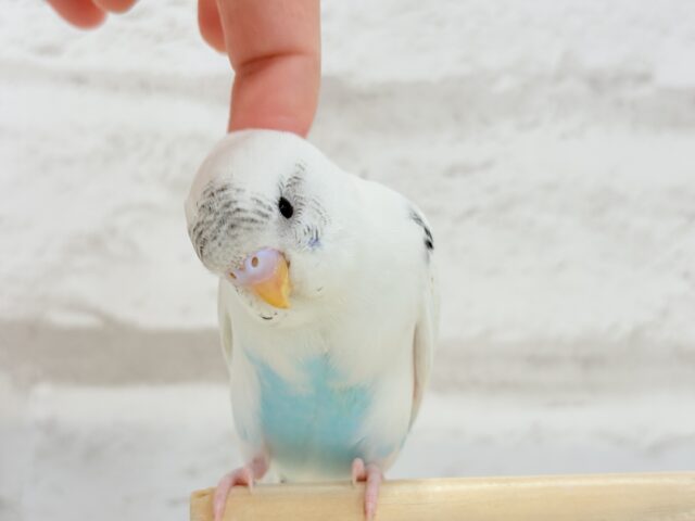 【最新画像更新🪄】春の陽気に思い浮かべるは…ごましおちゃん⸜🍙⸝セキセイインコ(白ハルクイン) ヒナ セキセイインコ