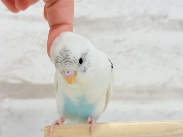 【最新画像更新🪄】春の陽気に思い浮かべるは…ごましおちゃん⸜🍙⸝セキセイインコ(白ハルクイン) ヒナ セキセイインコ