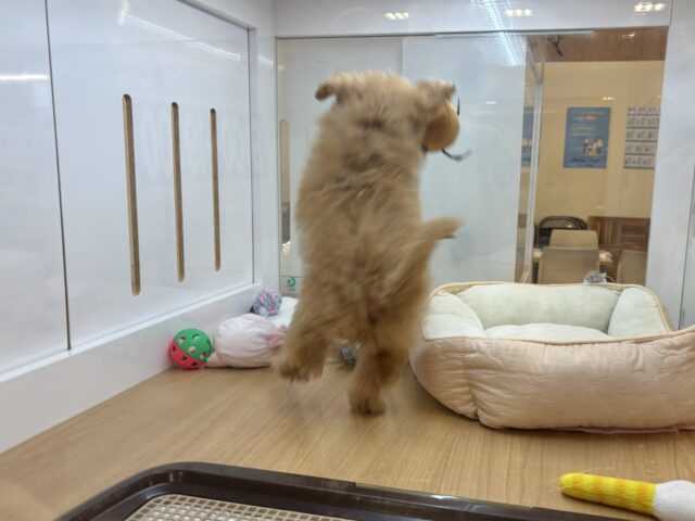 ポメプー