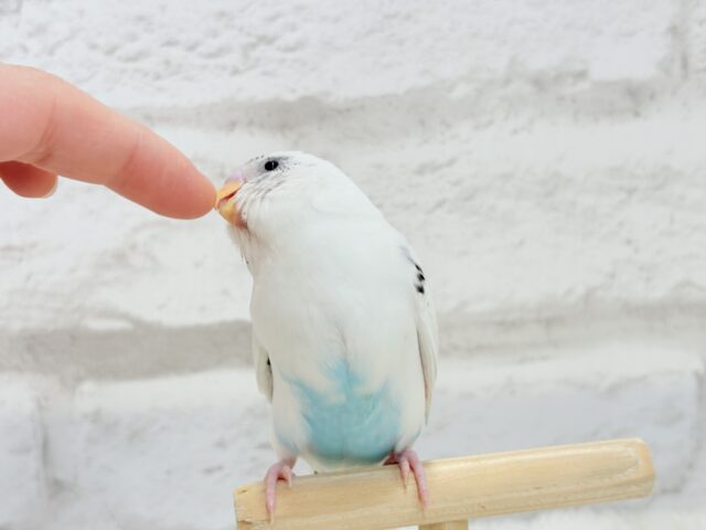 【最新画像更新🪄】春の陽気に思い浮かべるは…ごましおちゃん⸜🍙⸝セキセイインコ(白ハルクイン) ヒナ セキセイインコ