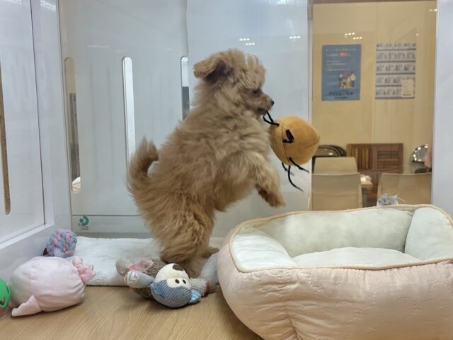 ポメプー