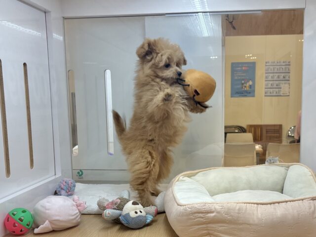 ポメプー