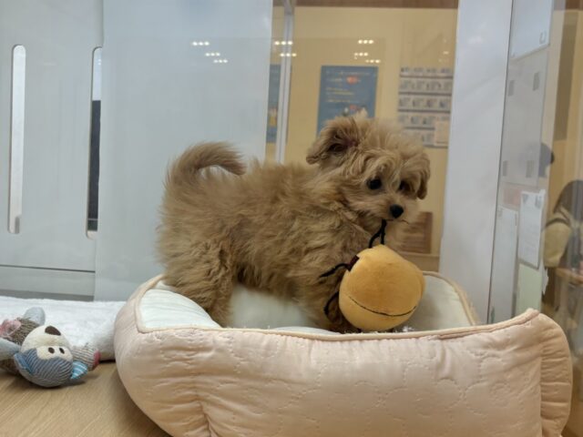 ポメプー