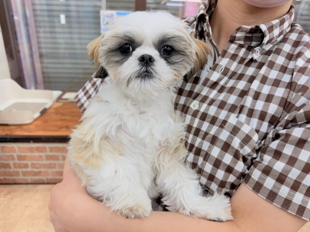 シーズー