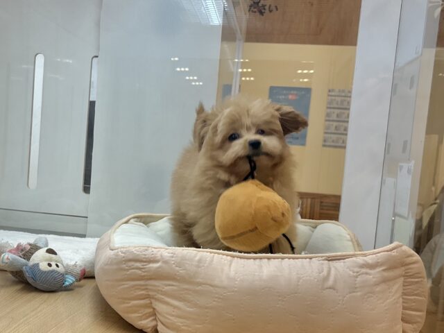 ポメプー