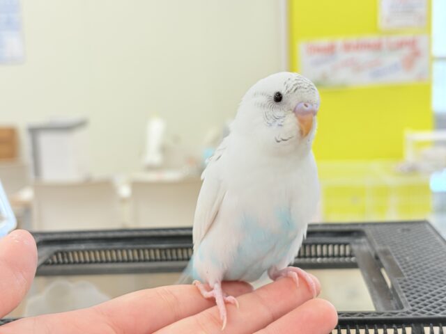 【最新画像更新🪄】春の陽気に思い浮かべるは…ごましおちゃん⸜🍙⸝セキセイインコ(白ハルクイン) ヒナ セキセイインコ
