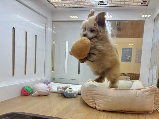 超ホヤホヤ最新画像✨太陽みたいな明るい存在♥ポメプーちゃん! ポメプー