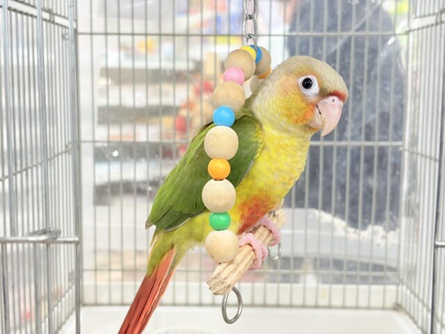 【最新画像更新🪄ひとり餌になりました☆】南国育ちのフレッシュ果実🐣🍍💖ウロコインコ(パイナップル) ヒナ ホオミドリウロコインコ