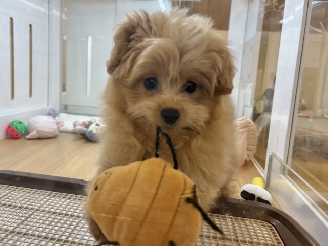 ポメプー