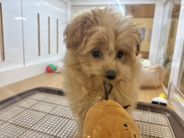 ポメプー