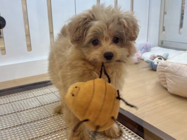 ポメプー