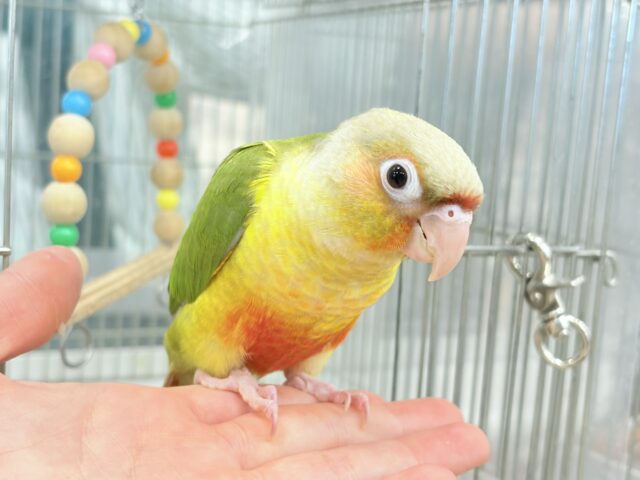 【最新画像更新🪄ひとり餌になりました☆】南国育ちのフレッシュ果実🐣🍍💖ウロコインコ(パイナップル) ヒナ ホオミドリウロコインコ