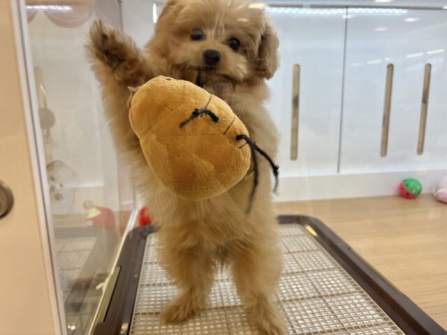 超ホヤホヤ最新画像✨太陽みたいな明るい存在♥ポメプーちゃん! ポメプー