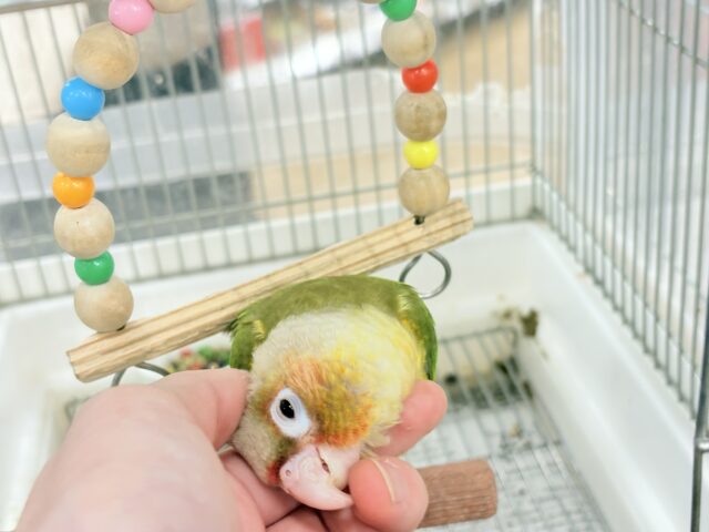 【最新画像更新🪄ひとり餌になりました☆】南国育ちのフレッシュ果実🐣🍍💖ウロコインコ(パイナップル) ヒナ ホオミドリウロコインコ