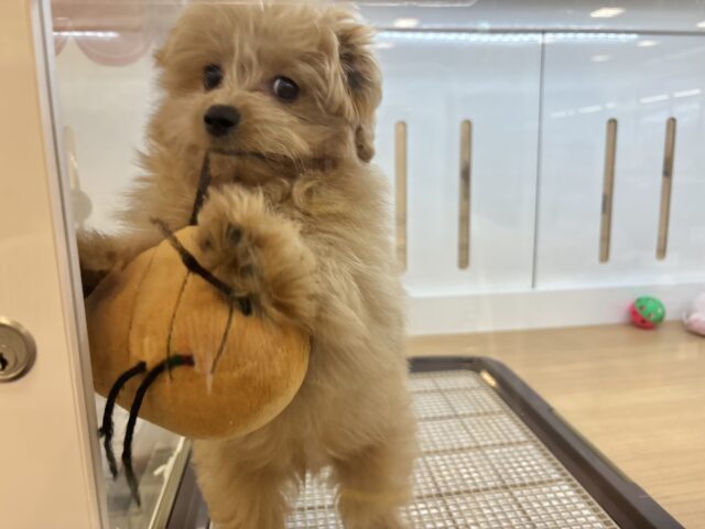 ポメプー