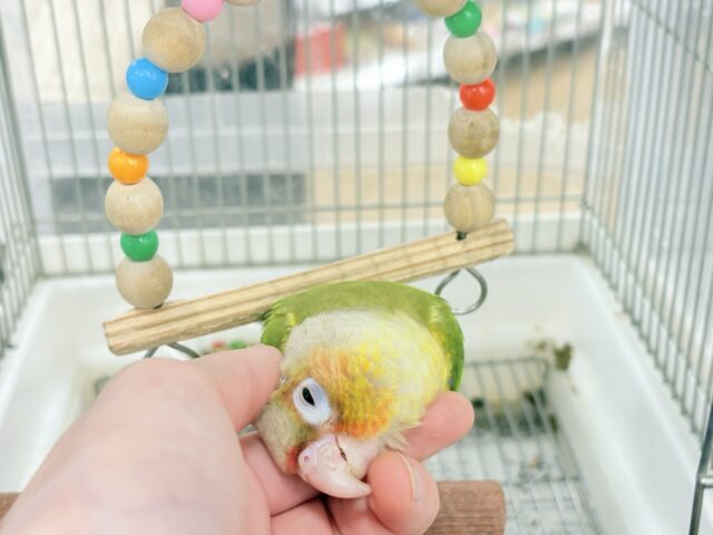 【最新画像更新🪄ひとり餌になりました☆】南国育ちのフレッシュ果実🐣🍍💖ウロコインコ(パイナップル) ヒナ ホオミドリウロコインコ