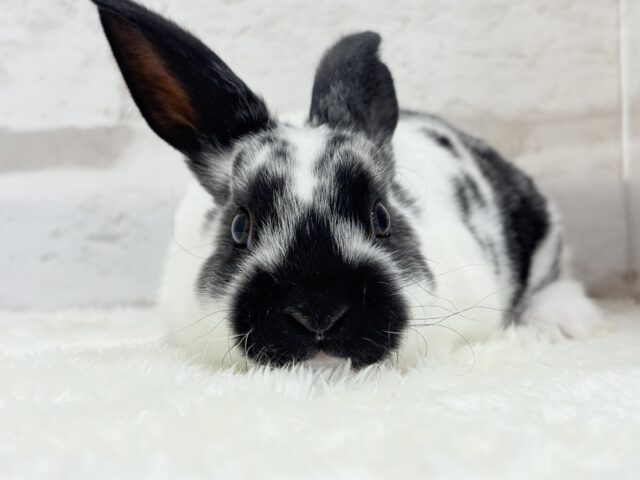 つるすべ🍪クッキー&クリーム🐰🖤ミニレッキス(ブロークン) 男の子 ミニレッキス