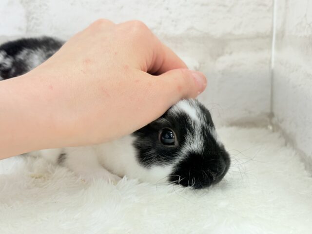 ミニレッキス