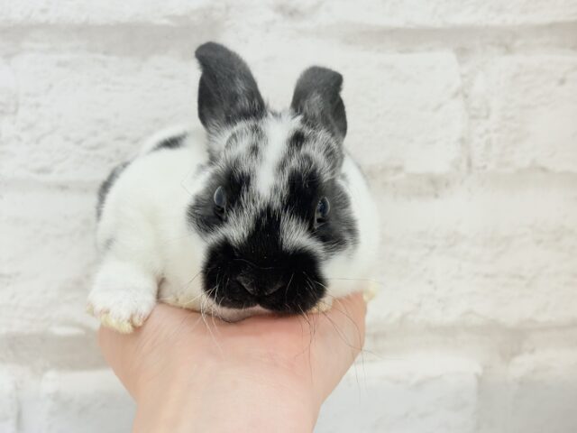 つるすべ🍪クッキー&クリーム🐰🖤ミニレッキス(ブロークン) 男の子 ミニレッキス