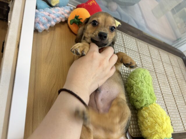 チワックス