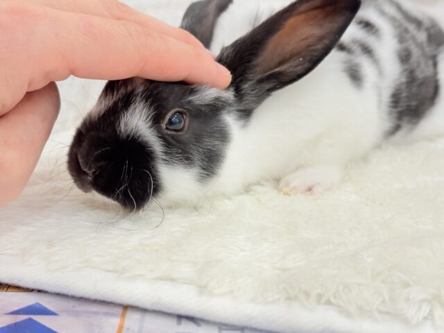 つるすべ🍪クッキー&クリーム🐰🖤ミニレッキス(ブロークン) 男の子 ミニレッキス