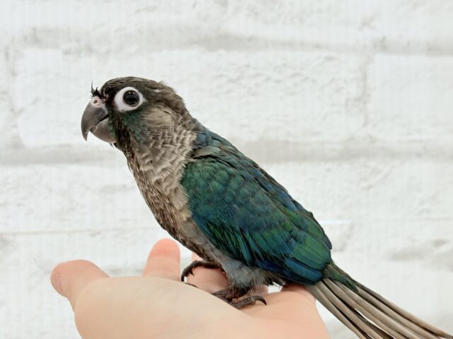 【最新画像・動画更新🪄】ツヤツヤキラキラ✨宝石みたいなわた毛ちゃん🐣💎💫ウロコインコ(バイオレット) ヒナ ホオミドリウロコインコ