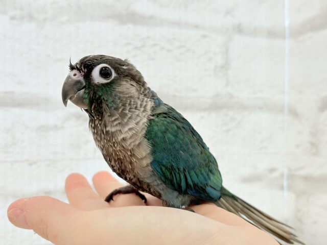 【最新画像・動画更新🪄】ツヤツヤキラキラ✨宝石みたいなわた毛ちゃん🐣💎💫ウロコインコ(バイオレット) ヒナ ホオミドリウロコインコ