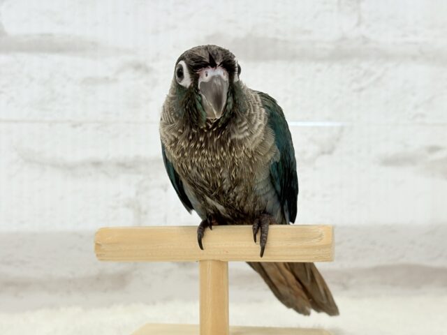 【最新画像・動画更新🪄】ツヤツヤキラキラ✨宝石みたいなわた毛ちゃん🐣💎💫ウロコインコ(バイオレット) ヒナ ホオミドリウロコインコ