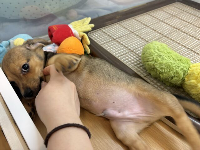 チワックス