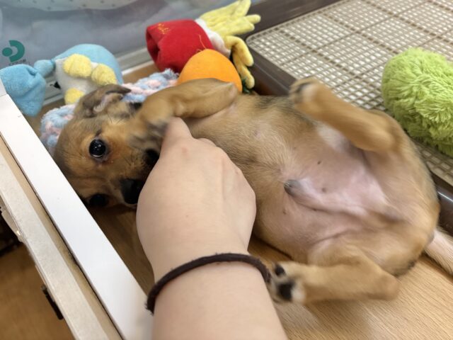 チワックス