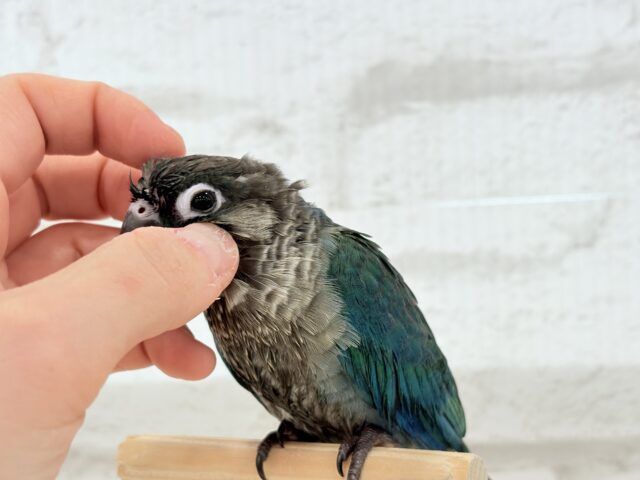 【最新画像・動画更新🪄】ツヤツヤキラキラ✨宝石みたいなわた毛ちゃん🐣💎💫ウロコインコ(バイオレット) ヒナ ホオミドリウロコインコ