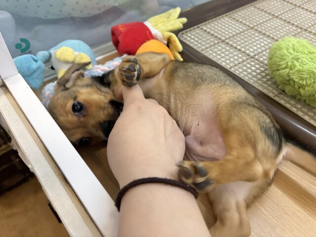 チワックス