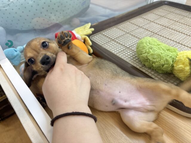 チワックス