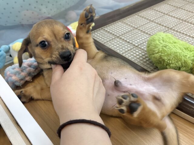 オイラの魅力は底知らず♥チワックスくん! チワックス