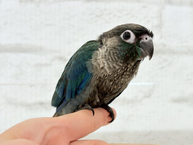 【最新画像・動画更新🪄】ツヤツヤキラキラ✨宝石みたいなわた毛ちゃん🐣💎💫ウロコインコ(バイオレット) ヒナ ホオミドリウロコインコ