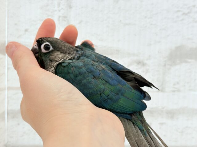 【最新画像・動画更新🪄】ツヤツヤキラキラ✨宝石みたいなわた毛ちゃん🐣💎💫ウロコインコ(バイオレット) ヒナ ホオミドリウロコインコ