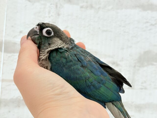 【最新画像・動画更新🪄】ツヤツヤキラキラ✨宝石みたいなわた毛ちゃん🐣💎💫ウロコインコ(バイオレット) ヒナ ホオミドリウロコインコ