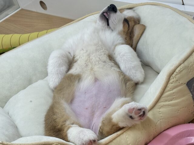 超ホヤホヤ最新画像✨愛の突撃の準備満タンです♡コーギーちゃん! ウェルシュコーギー・ペンブローグ