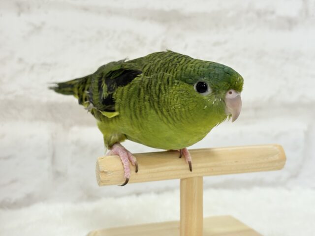 【最新画像更新🪄】むちむち♡意思強め系男子💫サザナミインコ(ダークグリーン) 男の子 サザナミインコ