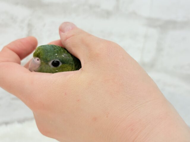 【最新画像更新🪄】むちむち♡意思強め系男子💫サザナミインコ(ダークグリーン) 男の子 サザナミインコ