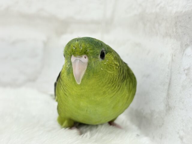 【最新画像更新🪄】むちむち♡意思強め系男子💫サザナミインコ(ダークグリーン) 男の子 サザナミインコ