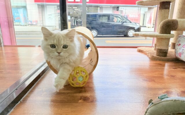 最新画像📸ラガマフィン(クリームタビー)男の子♫肩乗りにゃんこになりました〜 ラガマフィン