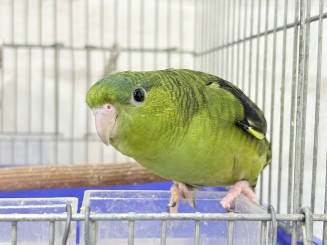 【最新画像更新🪄】むちむち♡意思強め系男子💫サザナミインコ(ダークグリーン) 男の子 サザナミインコ