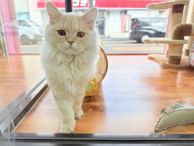 最新画像📸ラガマフィン(クリームタビー)男の子♫肩乗りにゃんこになりました〜 ラガマフィン