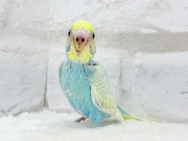 【最新画像・動画更新🪄もうすぐひとり餌☆】パステル🪅メリーゴーランド🐣🎡セキセイインコ(パステルカラーレインボースパングル) ヒナ セキセイインコ