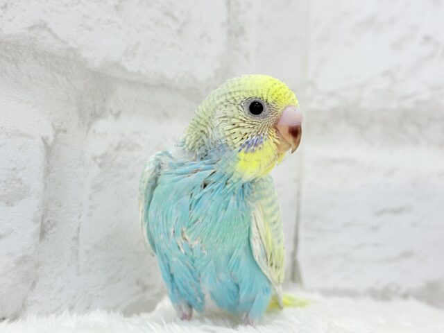 【最新画像・動画更新🪄もうすぐひとり餌☆】パステル🪅メリーゴーランド🐣🎡セキセイインコ(パステルカラーレインボースパングル) ヒナ セキセイインコ