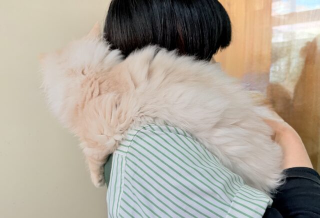 最新画像📸ラガマフィン(クリームタビー)男の子♫肩乗りにゃんこになりました〜 ラガマフィン